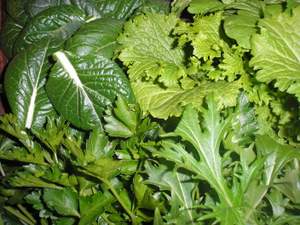 fresh salad greens fresh salad greens
