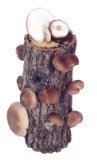 lost creek farm shiitake log