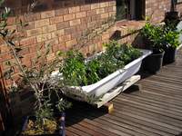 veggies in bathtub on deck