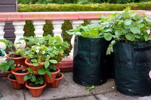 well organised vegetable containers