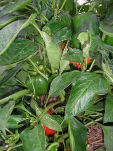 capsicum