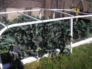 broccoli growing under portable greenhouse