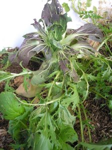 cabbage white butterfly damage