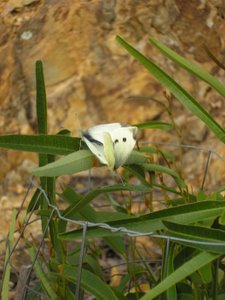 cabbage white butterfly