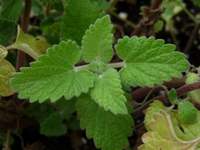 catnip herb