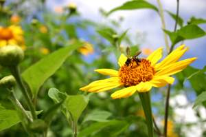 collecting bee pollen from sunflower