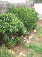 dwarf fruit trees along fenceline