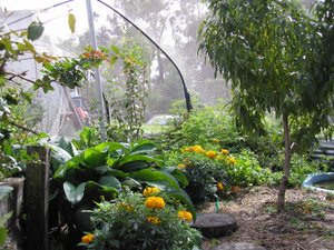 dwarf fruit trees in small garden