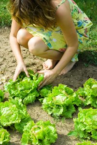 woman picking lettuces
