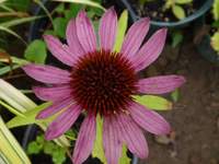 health benefits of echinacea