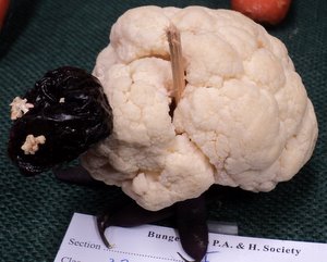 Cauliflower Sheep