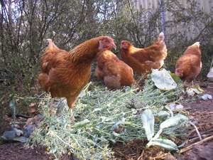 getting rid of aphids with chooks
