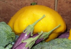 giant button squash