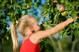 girl picking apple