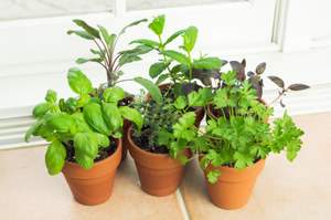 growing herbs indoors