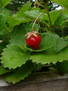 growing strawberries