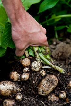 harvesting potatoes