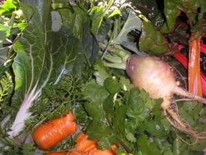 health benefits of organic food carrots