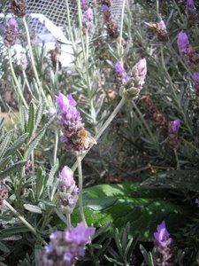 herb garden plans lavender