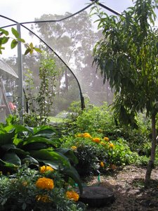 herb garden plans with marigold and comfrey