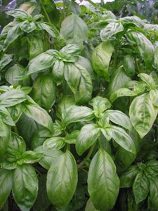 herbal sleep aids basil