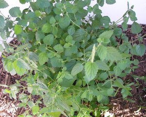 herbal sleep aids lemon balm