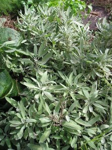 herbal sleep aids sage