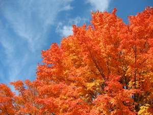 leaf mulch autumn tree