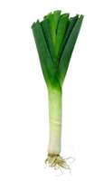 leek