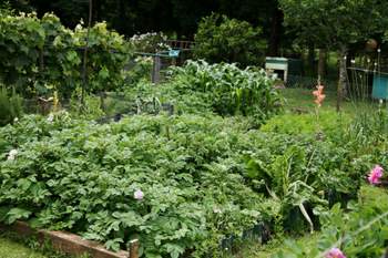 building raised garden beds result