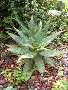 medicinal uses of aloe vera