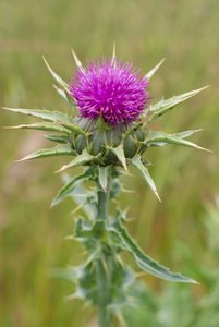 milkthistle blossom