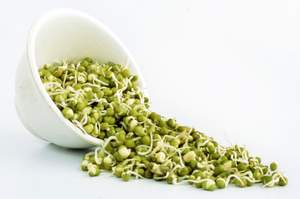 fresh mung bean sprouts