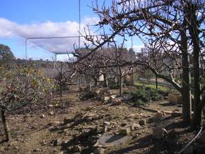 orchard in winter