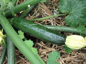 zucchini