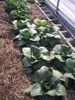 polytunnel bokchoy border