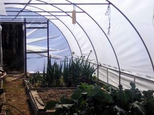 polytunnel inside south end