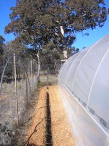 polytunnel trench