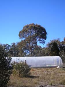 polytunnel view from west