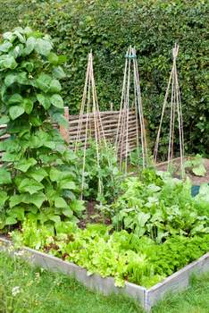 raised bed vegetable garden