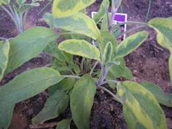 sage plant