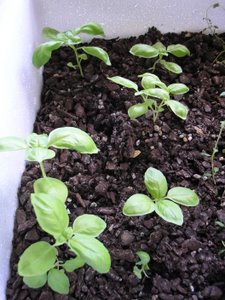 basil plants in a polystyrene container