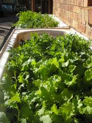 greens growing in bathtubs