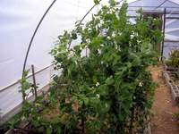 snowpeas growing in polytunnel