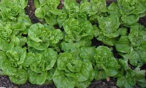 butter lettuce vegetable container garden