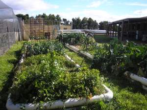 vegetable garden in winter