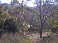 view of polytunnel from house