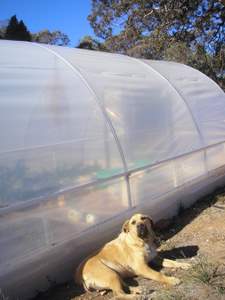 Indy supervising polytunnel progress
