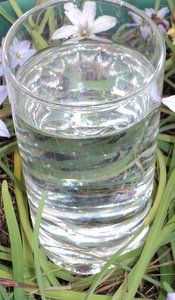 glass of water with herbs