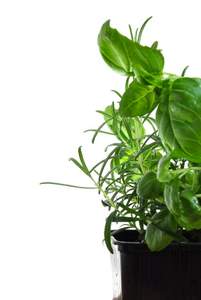 basil and thyme growing in a pot